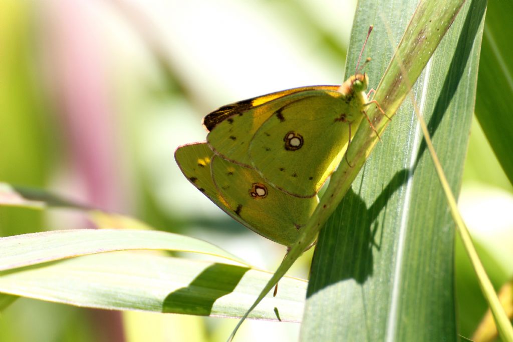 Anche queste possono essere Colias alfacariensis?